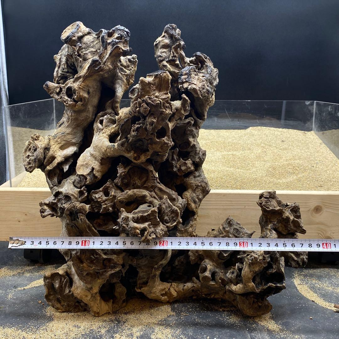 MJW-6617 ジンジャーウッド　天然流木　アクアリウム　爬虫類