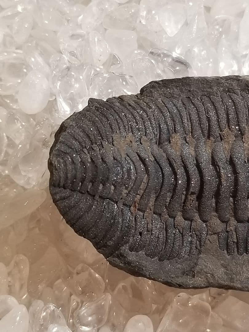【自由研究にイチオシ！】 三葉虫 〜カンブリア紀〜 『結晶化された化石』