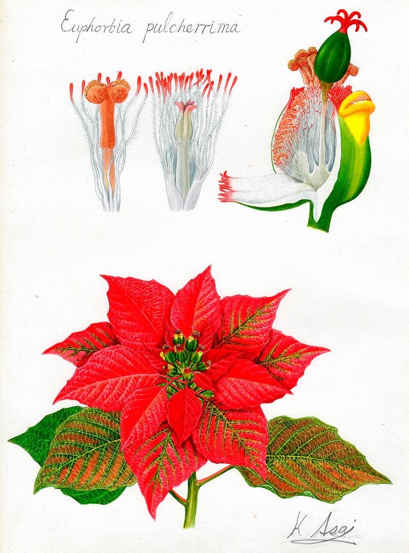 【絵画】ボタニカルアート　「ポインセチア」原画