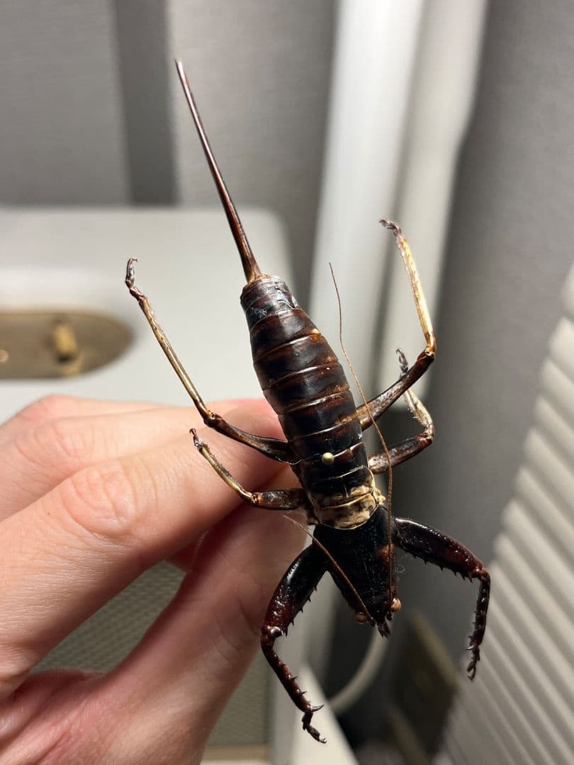 【特大♀】マッチョキリギリス コロギス リオック ロブスター　標本
