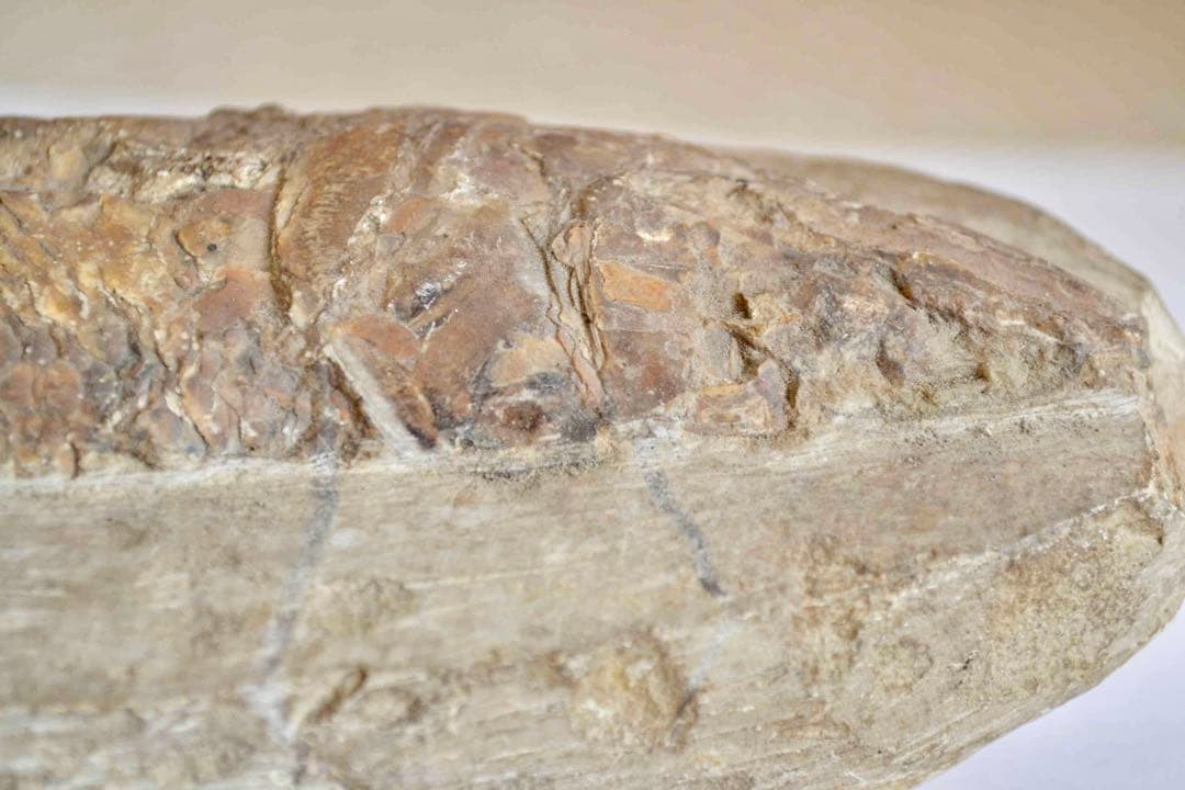 鱗ビッシリ、立体的一億数千万年前のブラジル産絶滅古代魚・ラコレピスの化石