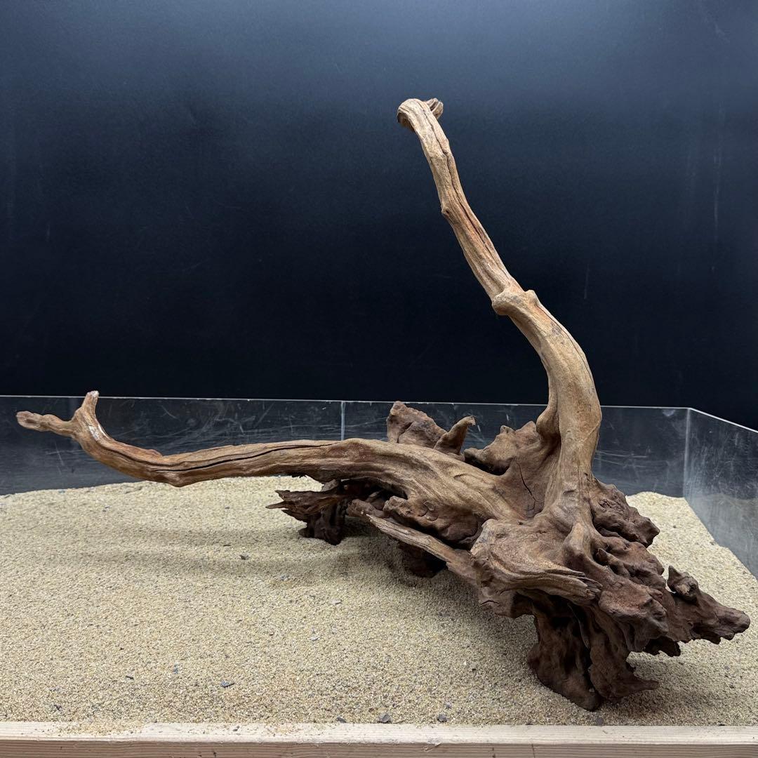 MSRW-7168 天然流木1点物　スリムウッド　アクアリウム