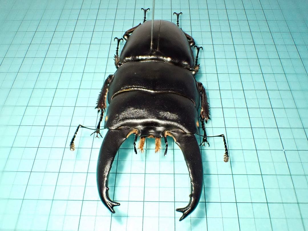 【標本】アルキデスヒラタクワガタ　長歯型　スマトラ島産　96.1ミリ 野外品