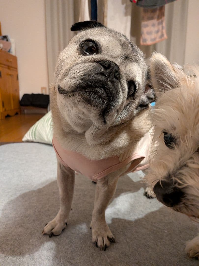 りんね様確認ページ