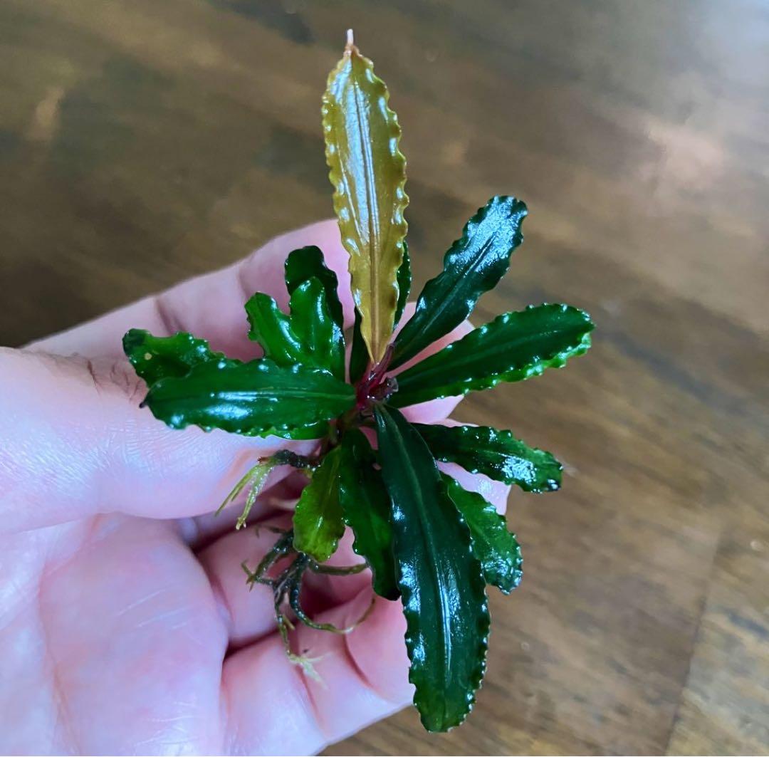 【TB】ブセファランドラsp. \