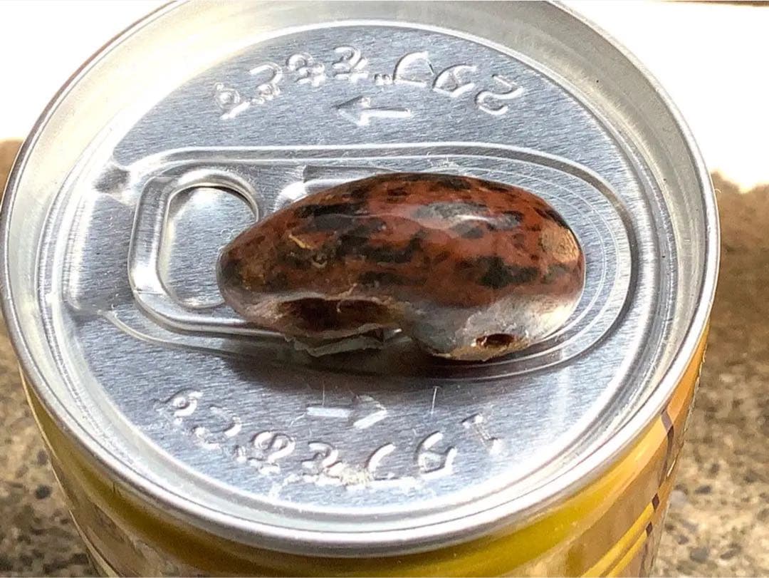 ✳時代鑑定済み鉄鏃と一緒に発掘　✳古墳期超希少【さる玉】黒曜石勾玉‼️出土古墳期