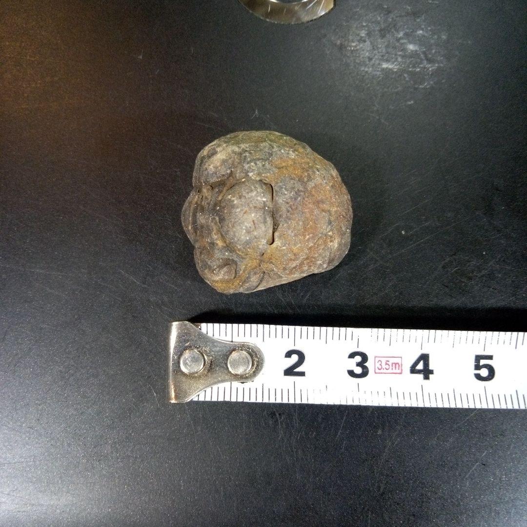 三葉虫　化石　fossil　ボリビア産　trilobite　三葉虫判別⑩