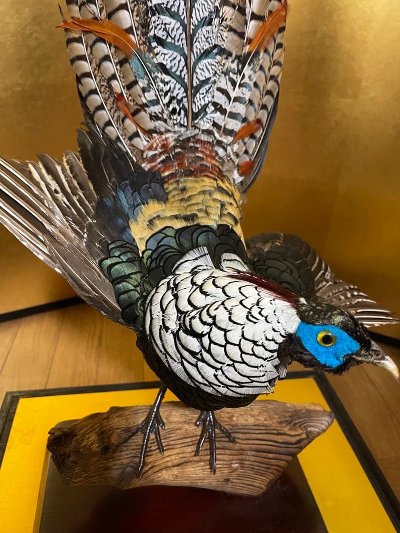 銀鶏鳥‼️美品‼️剥製‼️希少‼️高級品‼️ガラスケース付き‼️激安破壊出品‼️送料無料‼️