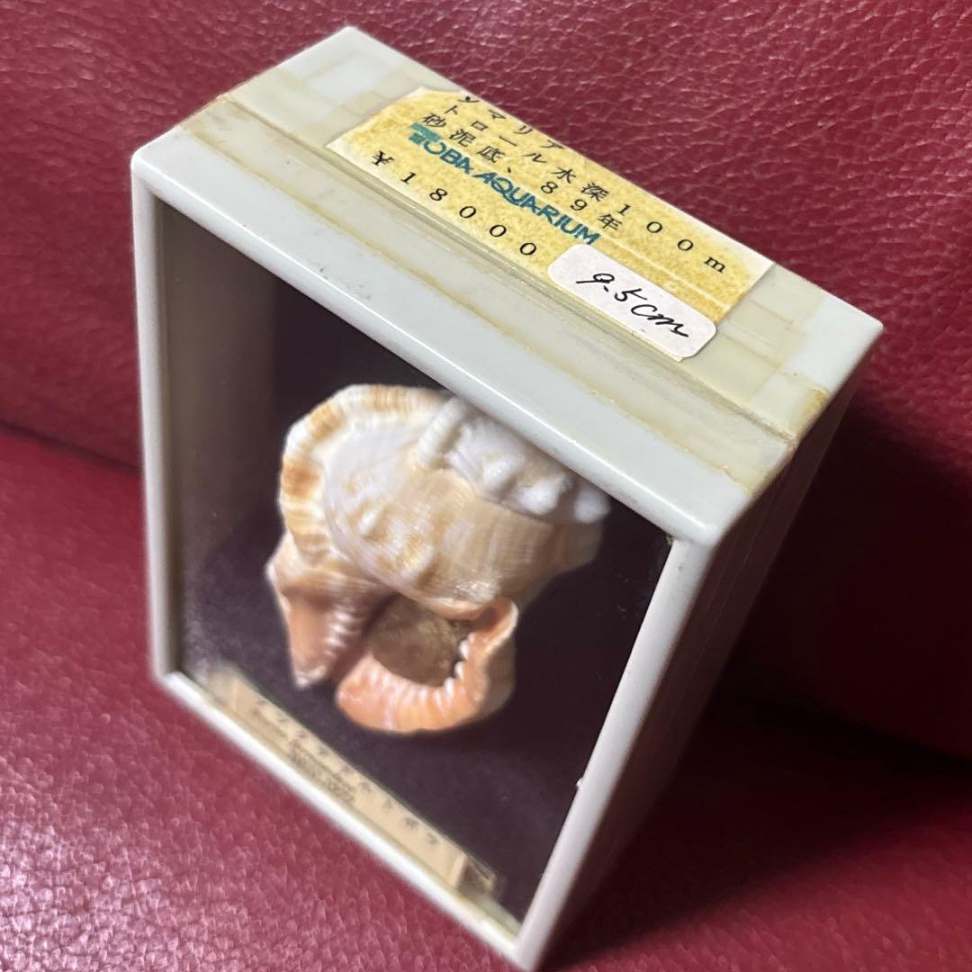(超希少)アツクチナルトボラ　ソマリア共和国産　貝殻