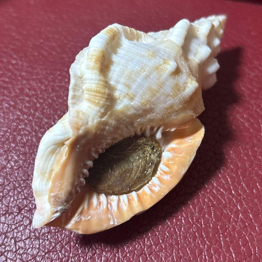 (超希少)アツクチナルトボラ　ソマリア共和国産　貝殻