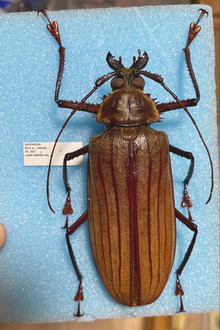 赤みの強い個体　スジバネウスバカミキリ　標本