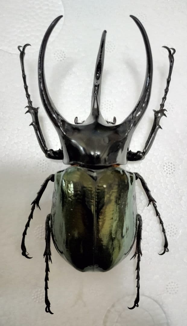 大型コーカサスオオカブト 標本