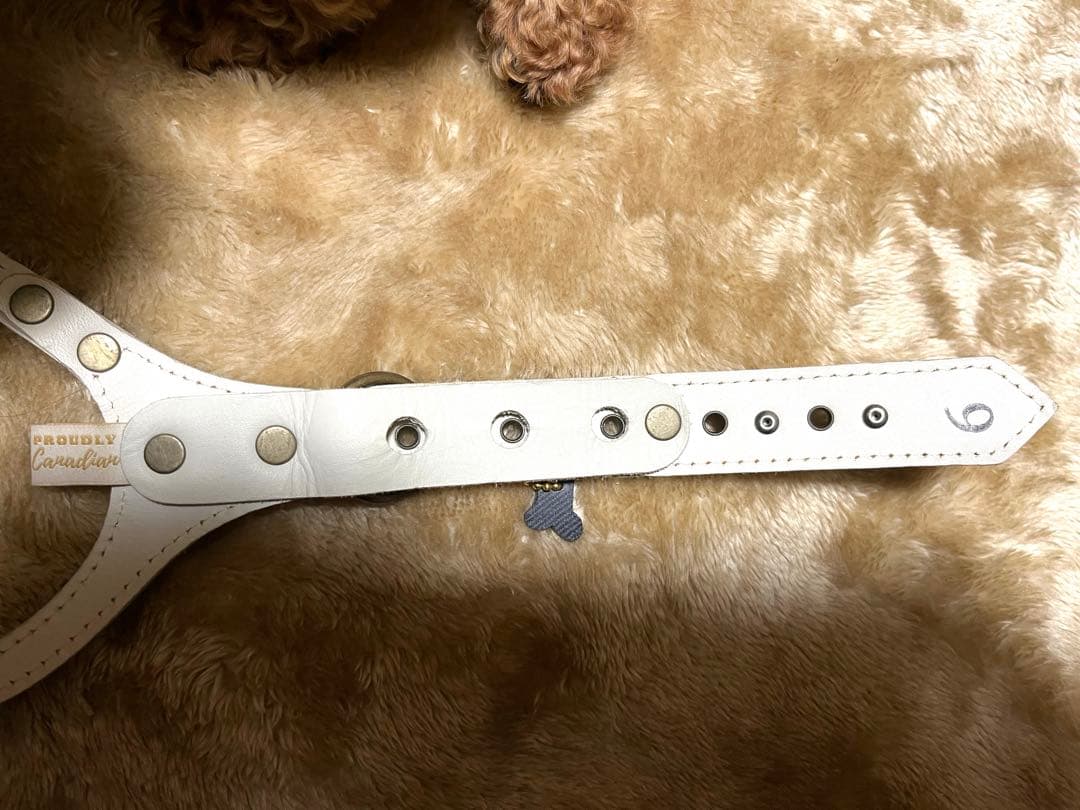 バディベルト 限定色 ブルージーン スワロ ハーネス＆リードセット2セット