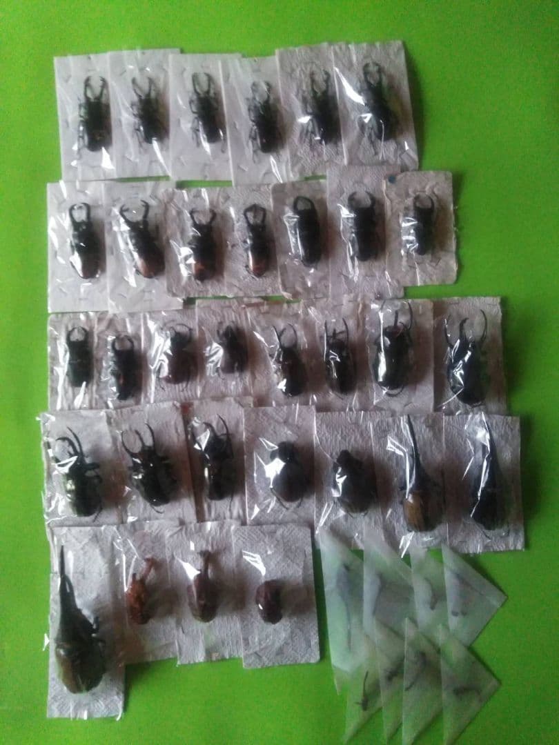 昆虫標本40匹セット　※A品B品