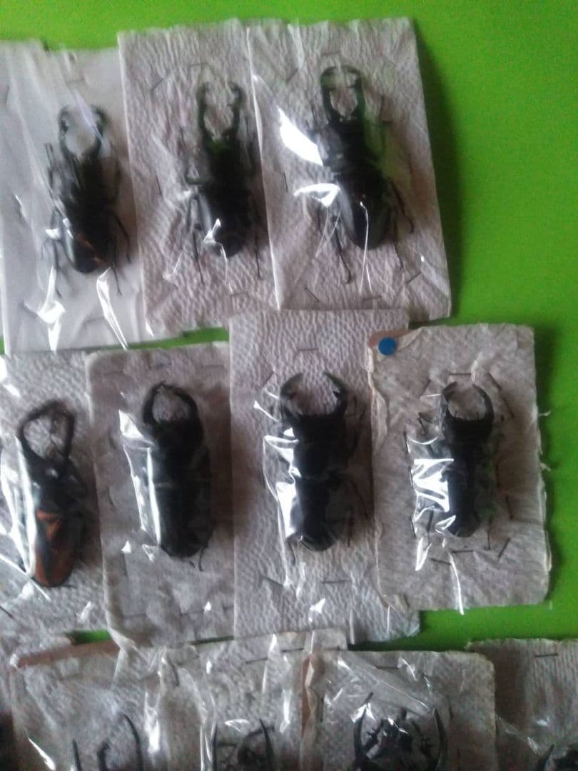 昆虫標本40匹セット　※A品B品