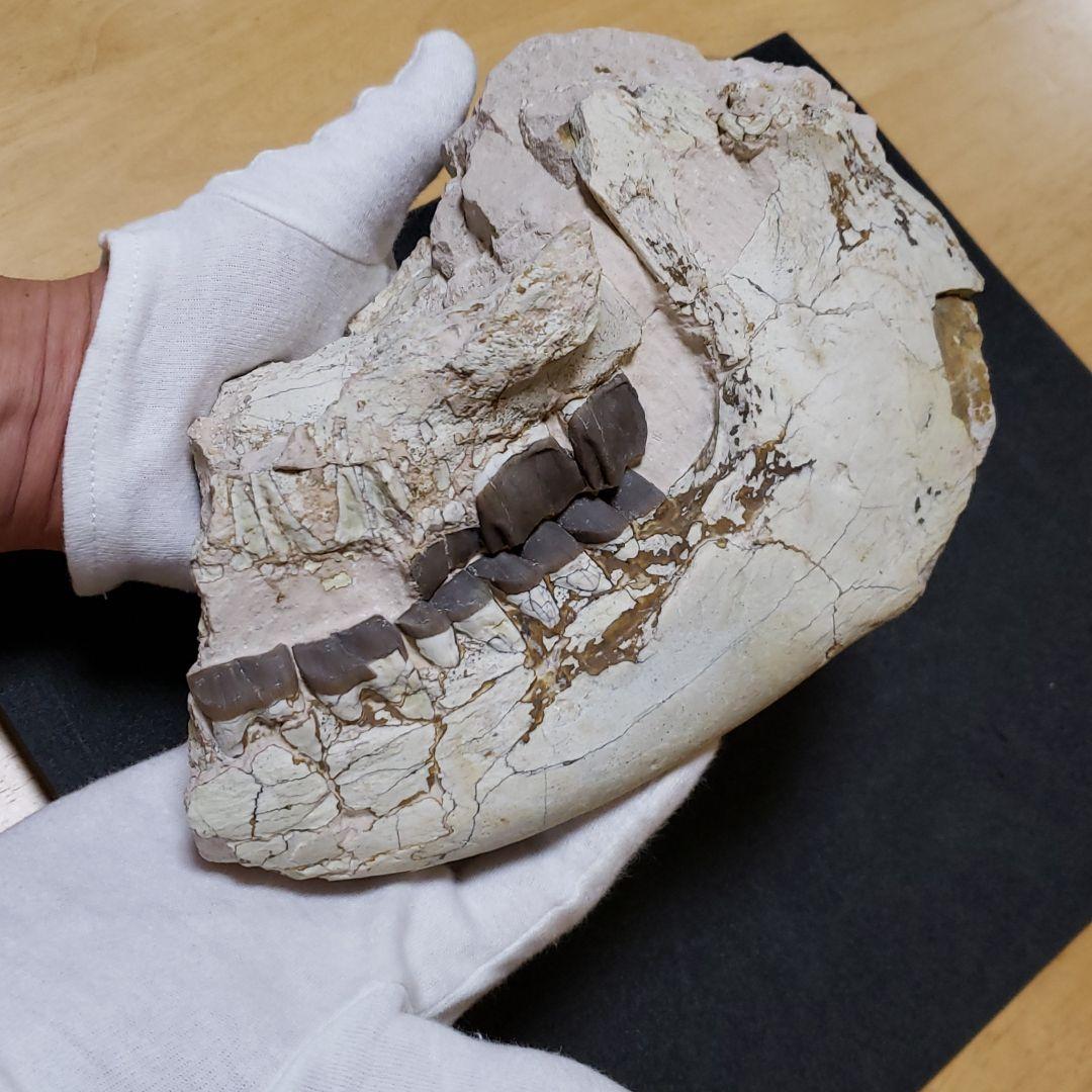 ヒラコドンの化石　部分化石