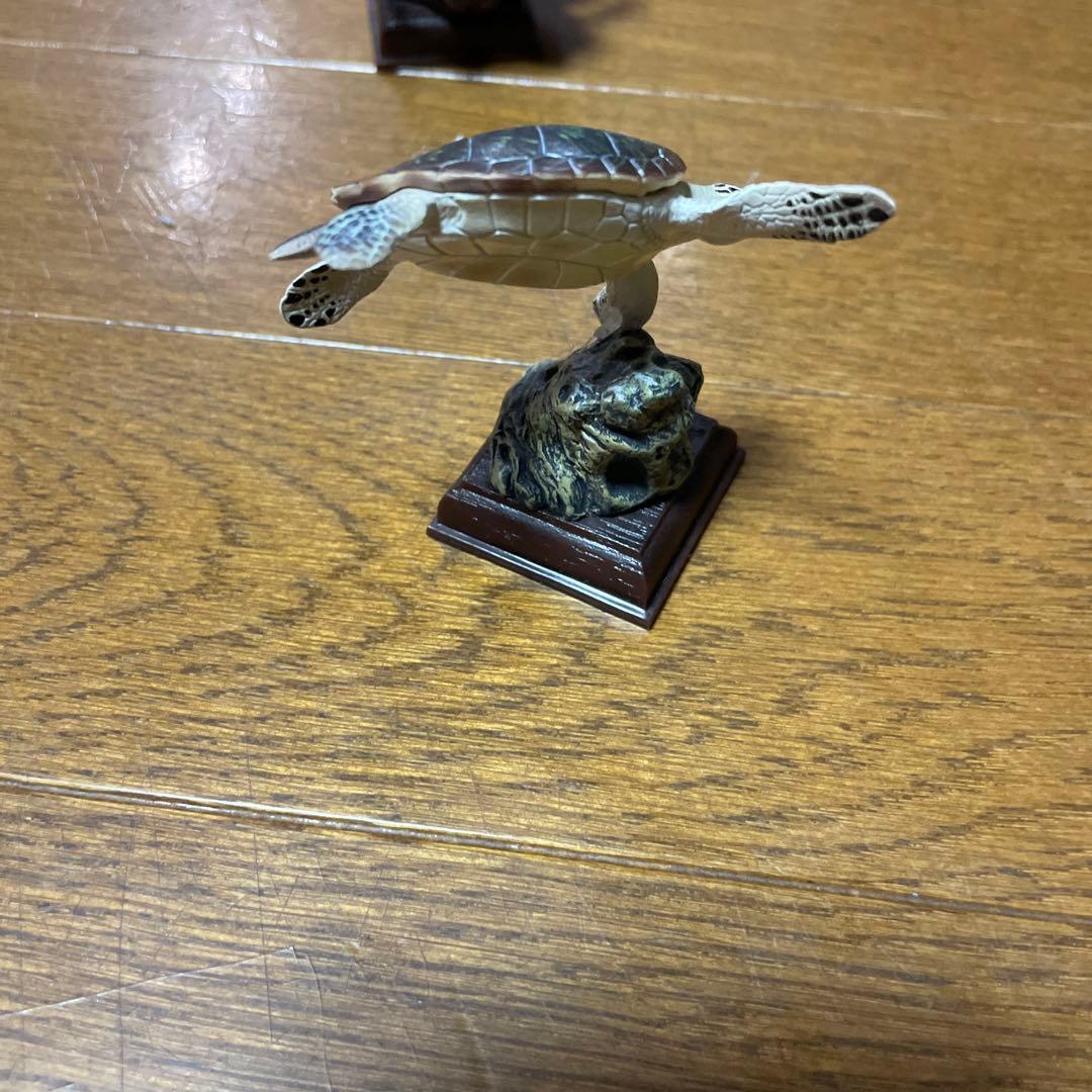 【海遊館限定】　海遊館ガチャガチャ　オニイトマキエイ　アオウミガメ