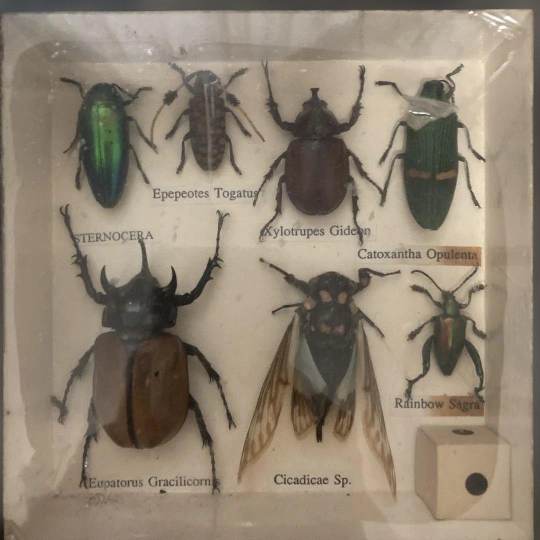 昆虫標本セット - カブトムシなど
