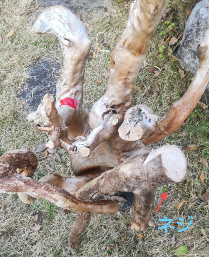 バードアスレチック　流木　インコ　鳥用止まり木