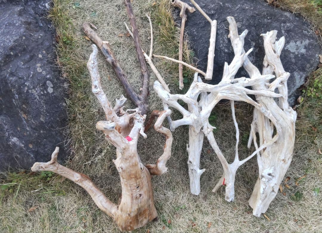 バードアスレチック　流木　インコ　鳥用止まり木