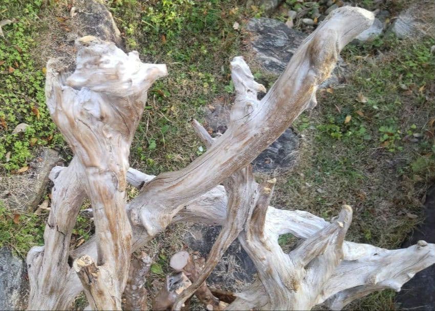 バードアスレチック　流木　インコ　鳥用止まり木