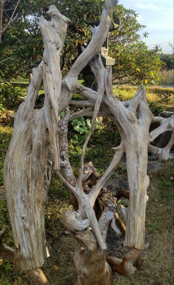 バードアスレチック　流木　インコ　鳥用止まり木
