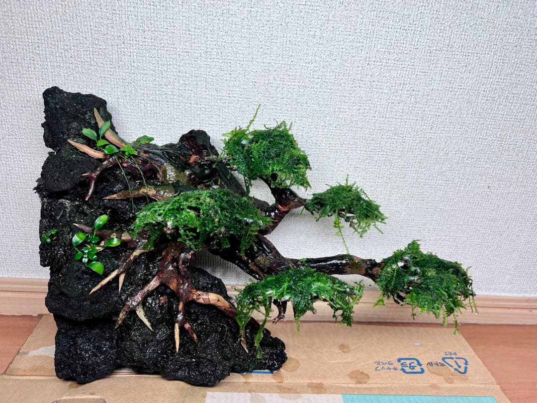 流木盆栽付き石　南米ウィローモス　アヌビアス　水槽アクアリウム mini盆栽流木