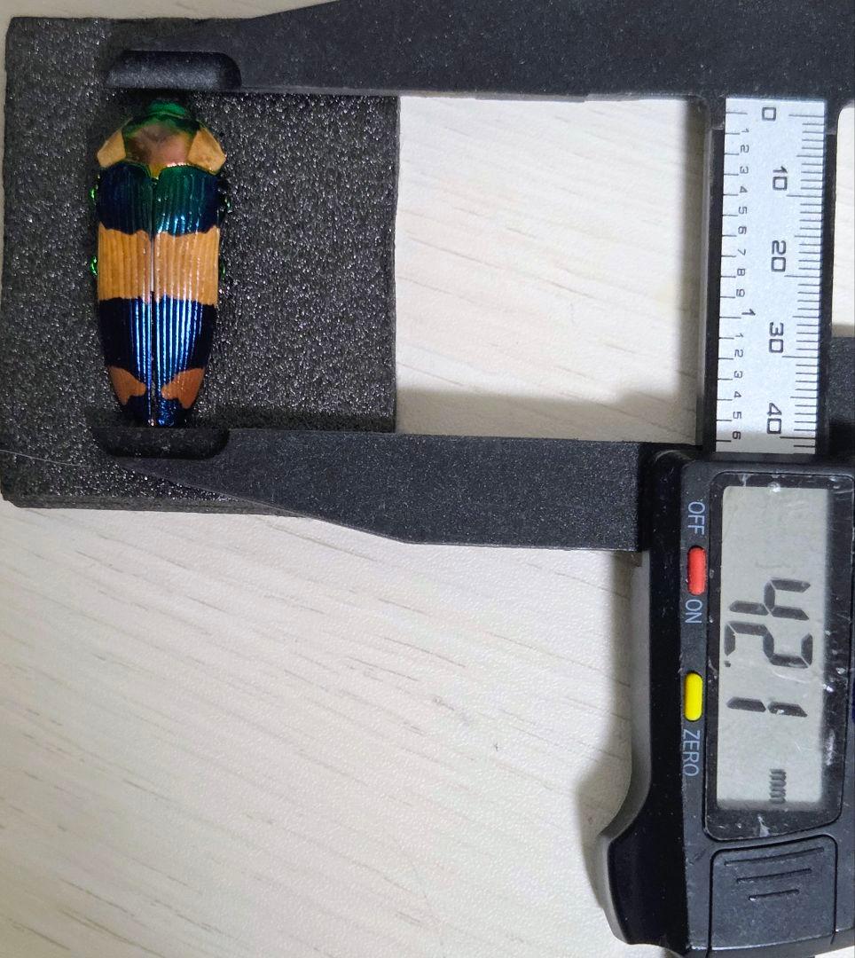 珍品 スハンダエオウサマムカシタマムシ 42ミリ 大型個体 お正月セール