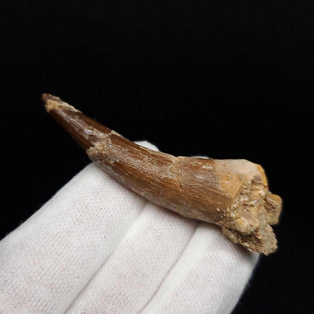 プレシオサウルス 化石 歯 モロッコ産 62.08mm ケース付き pr146