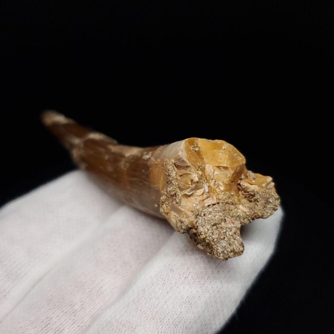 プレシオサウルス 化石 歯 モロッコ産 62.08mm ケース付き pr146