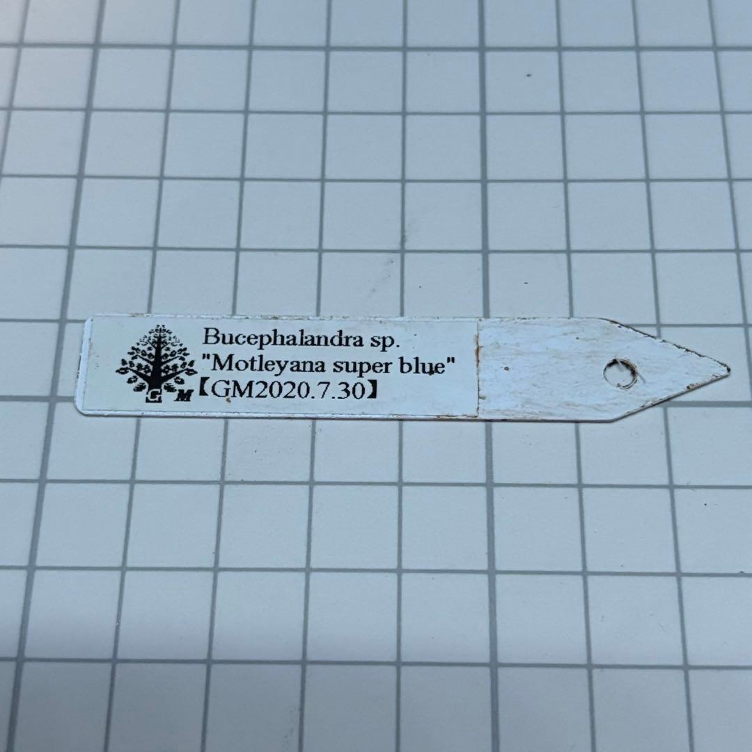タ*ン様 ブセファランドラ sp.モトレイアーナ スーパーブルー　①