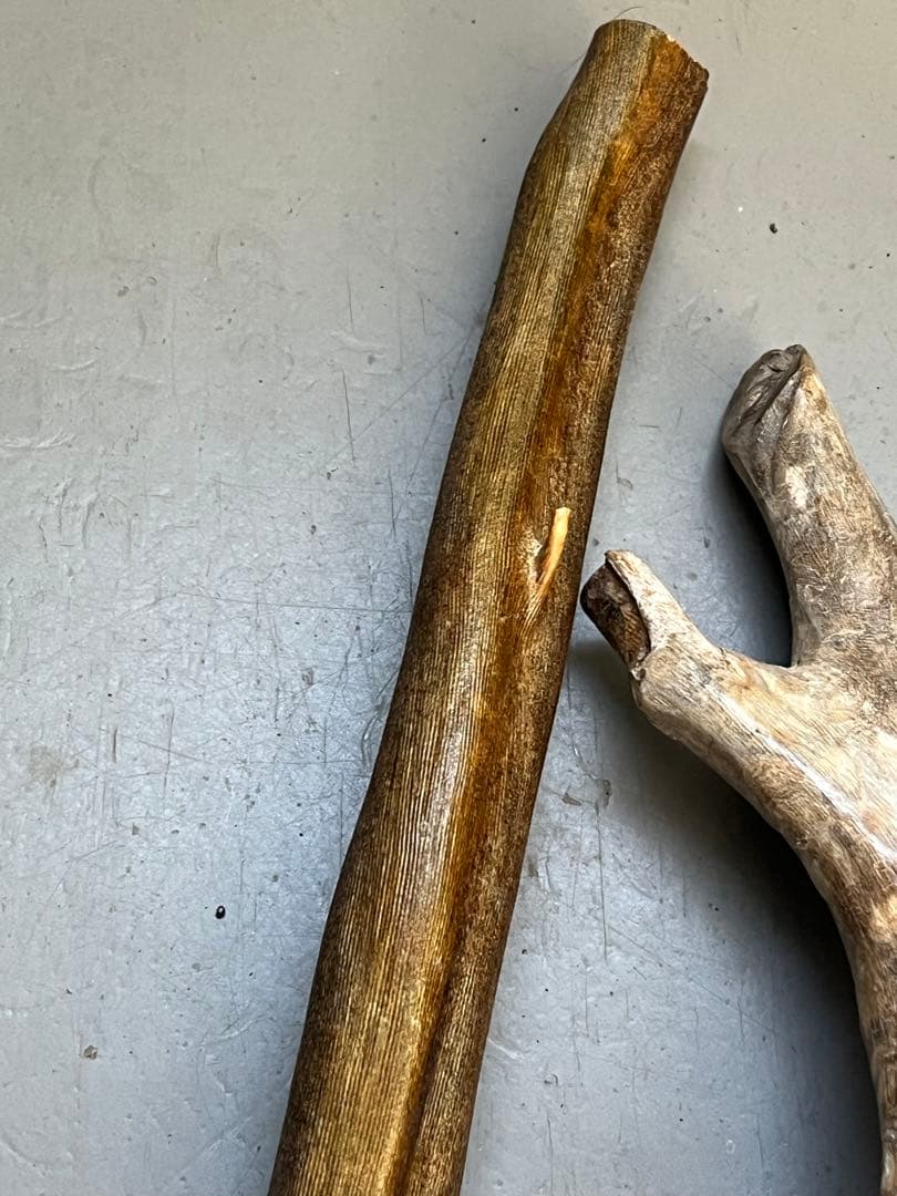 深海松　レインボーコーラル 根付け