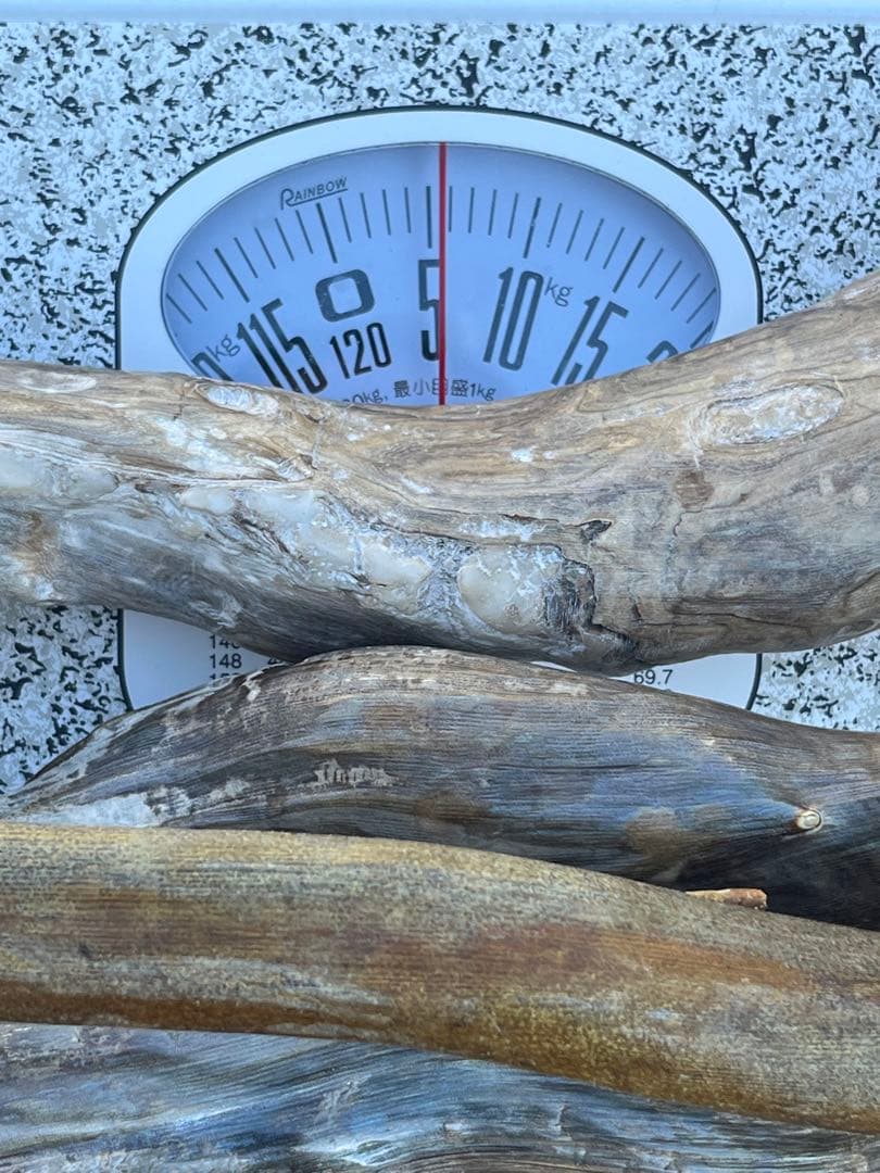 深海松　レインボーコーラル 根付け