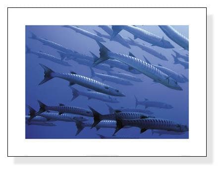 額装済/Barracuda/レイチェル ファーンリー/ポスター