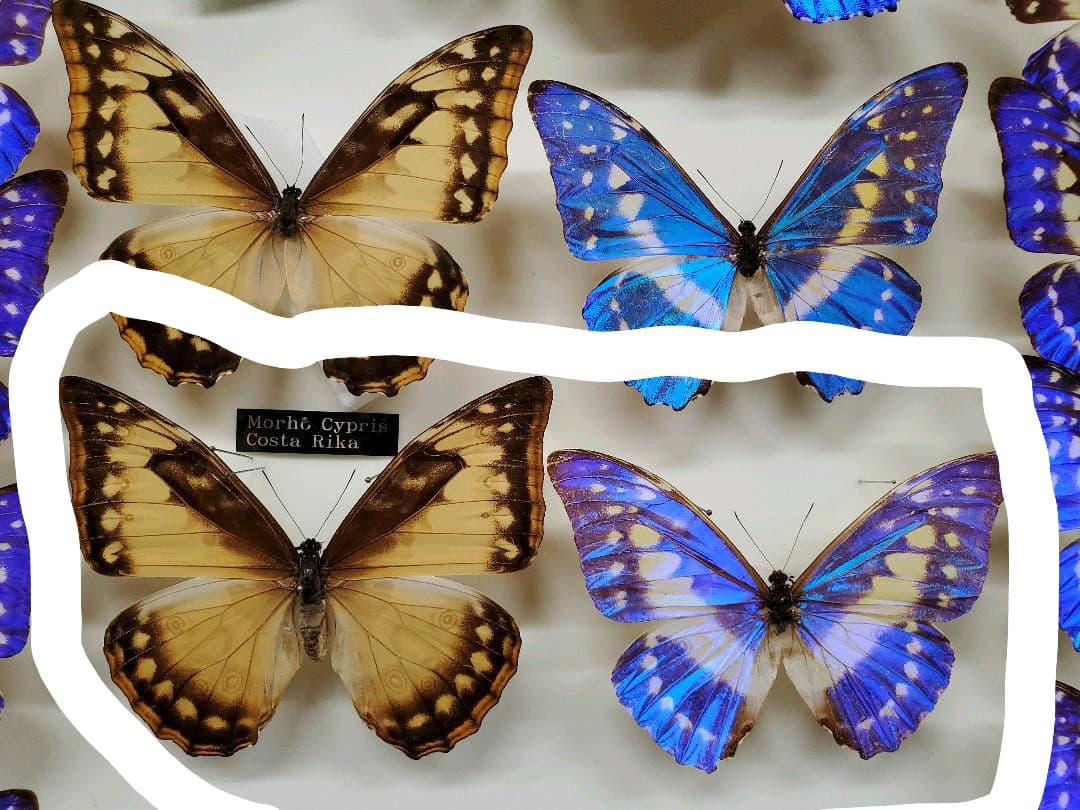 特別価格　コレクションシリーズ、キプリス、モルフォ