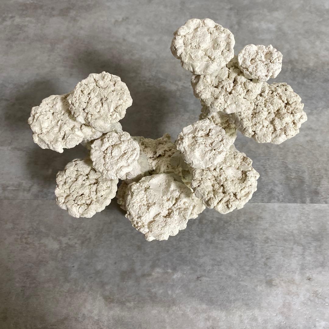 レイアウト済　ホワイト人工石 11個置ける　ライブロック　30cm水槽用