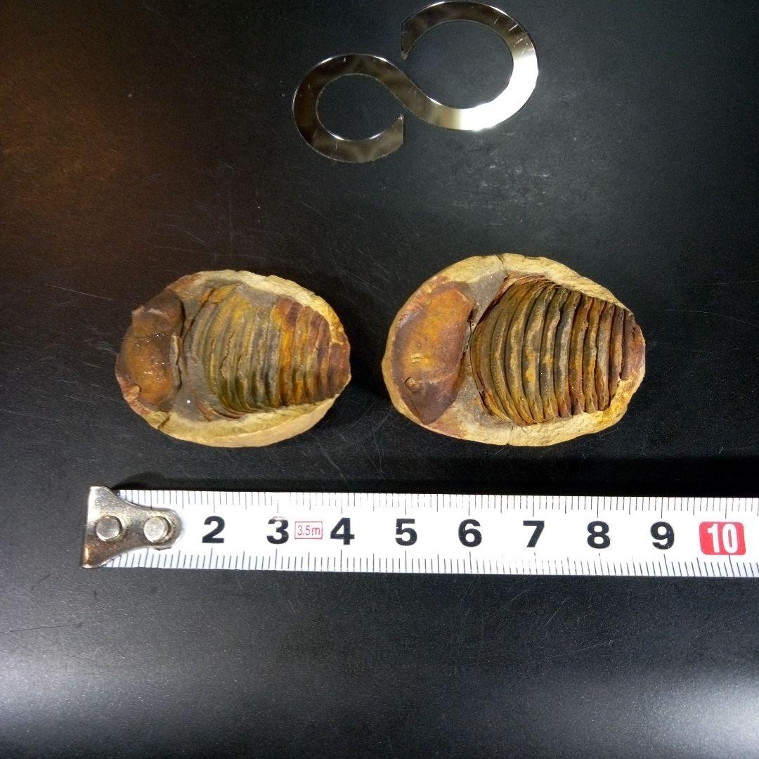 三葉虫　化石　fossil　ボリビア産　trilobite　ノジュール管理⑥