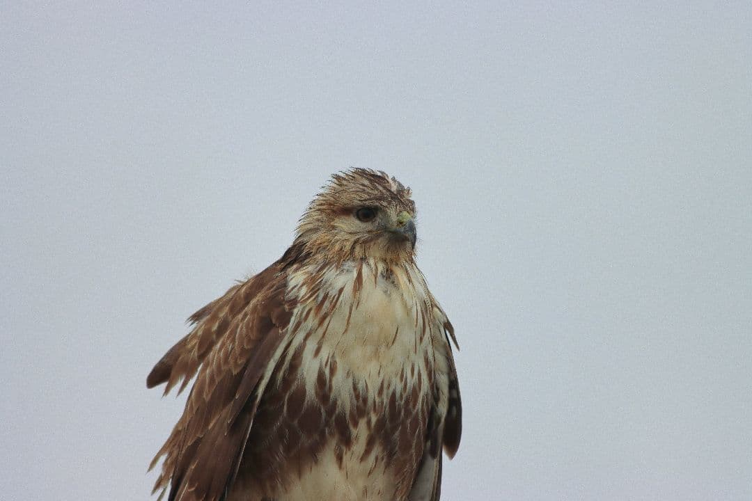 今夜のみ限定値引きEF 70-300mm F4-5.6 IS USM 美品