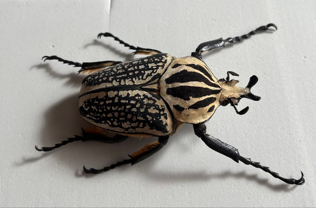 ゴライアスメレアグリス ゴライアスオオツノハナムグリ カナブン 昆虫標本