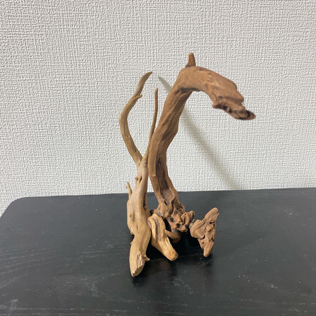 マングローブレイアウト2点付き水槽セット