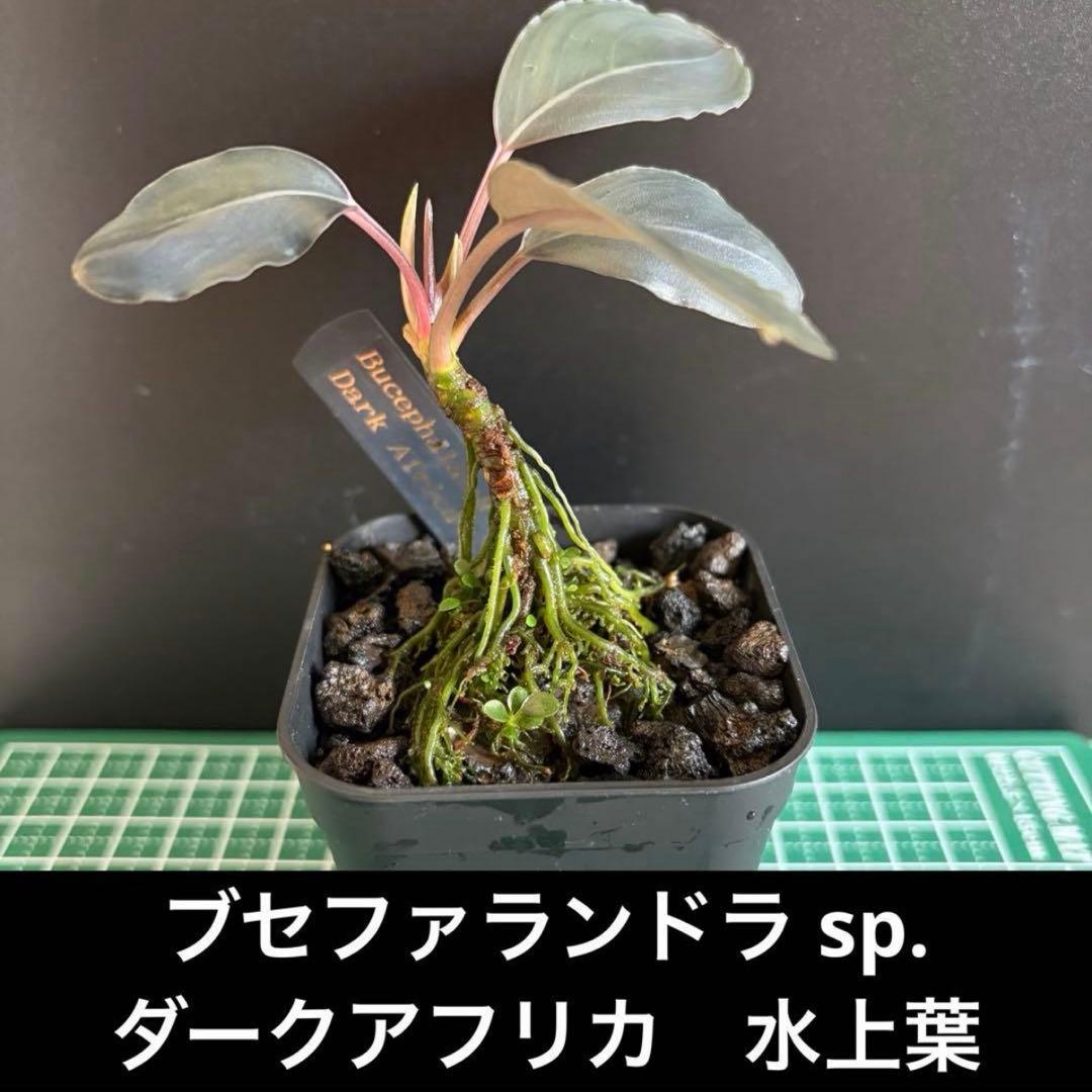 【ぞのぞの】ブセファランドラ3種セット