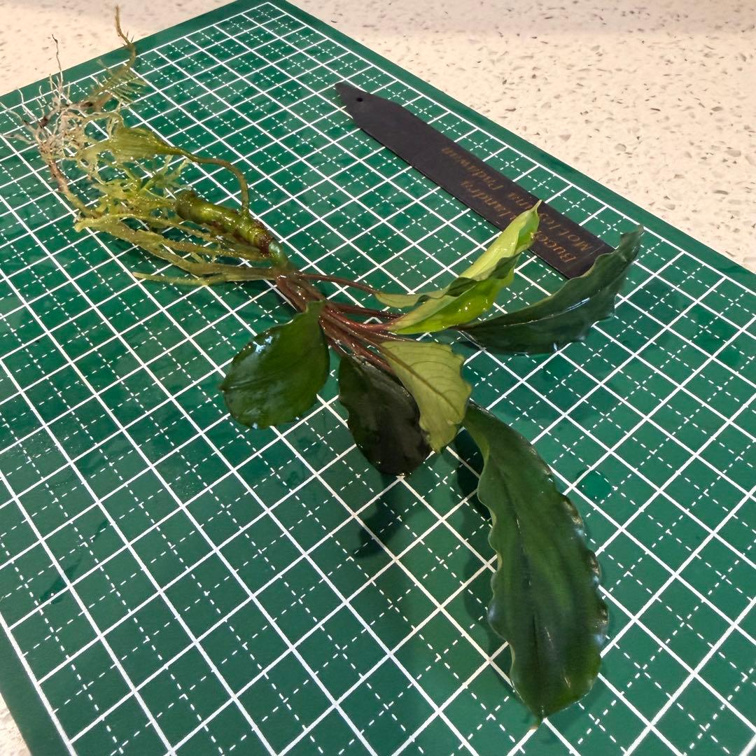 【ぞのぞの】ブセファランドラ3種セット