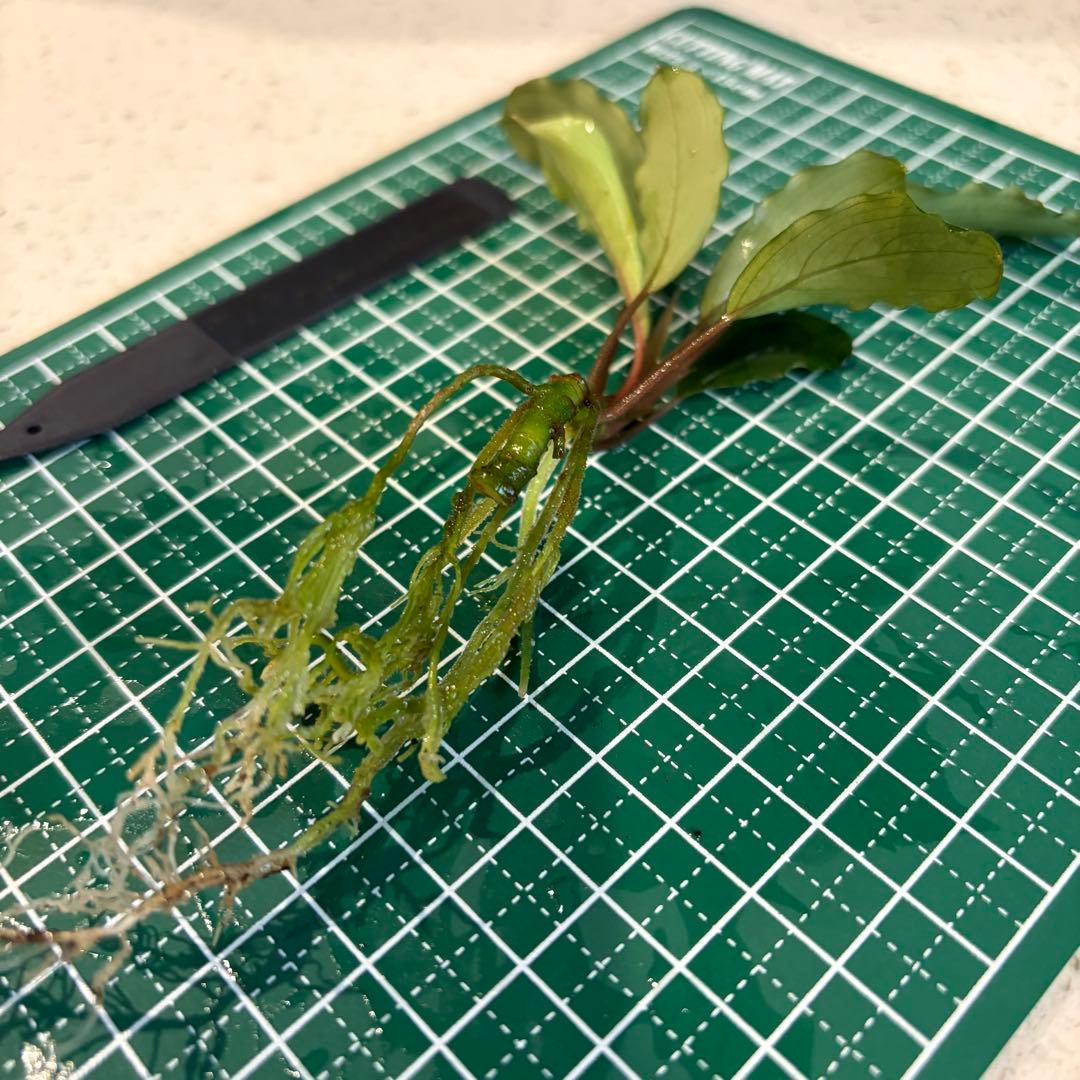 【ぞのぞの】ブセファランドラ3種セット