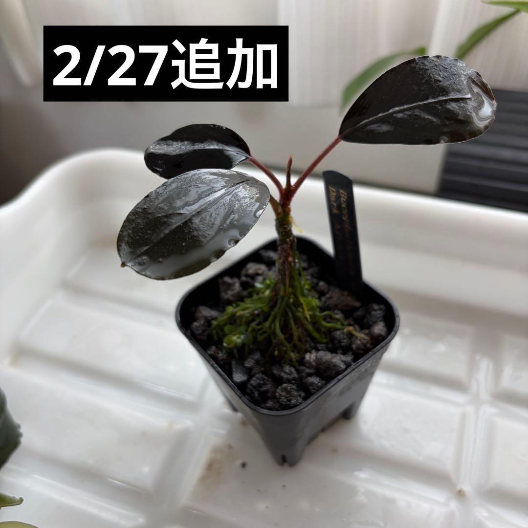 【ぞのぞの】ブセファランドラ3種セット