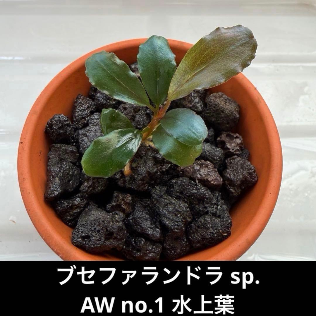 【ぞのぞの】ブセファランドラ3種セット