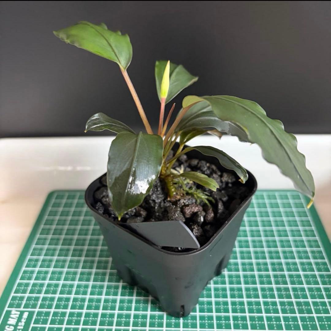 【ぞのぞの】ブセファランドラ3種セット