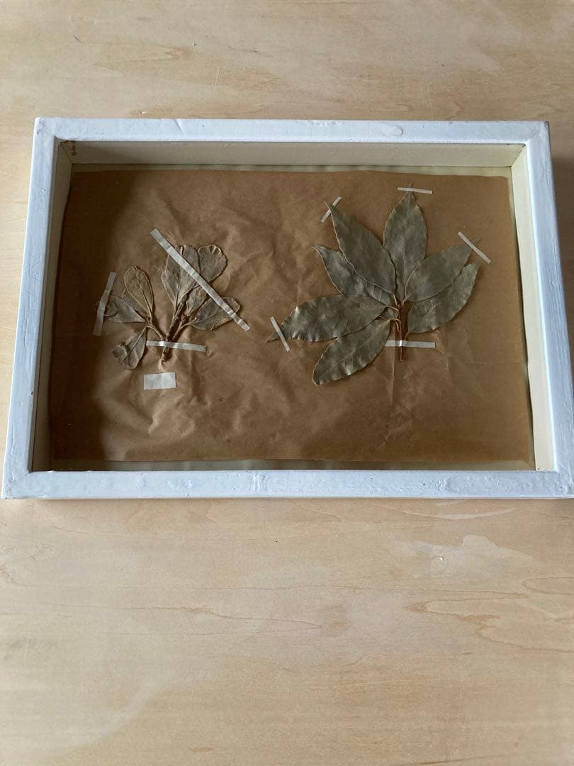 パリ　フランス製　アンティーク　押し花　ビンテージ　葉のボックスコラージュ