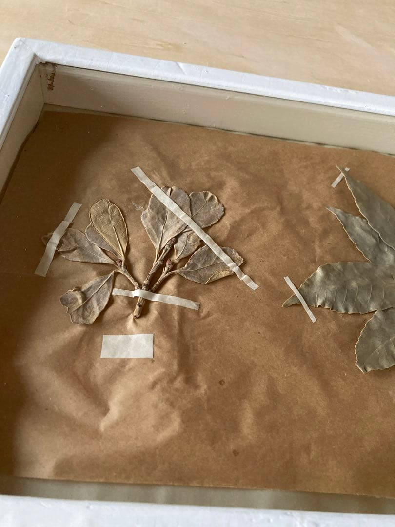 パリ　フランス製　アンティーク　押し花　ビンテージ　葉のボックスコラージュ