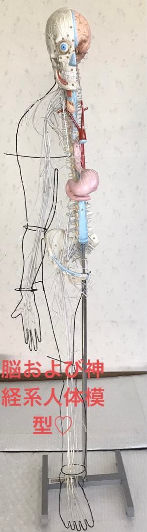 脳および神経系人体模型♡ 京都科学