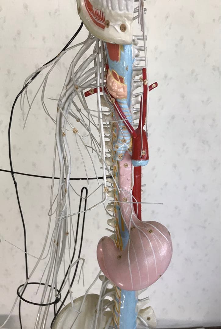 脳および神経系人体模型♡ 京都科学
